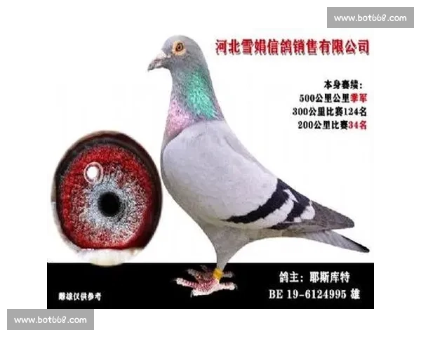 信鸽公棚比赛精彩瞬间全纪录 鸽友们的热血对决与飞翔传奇